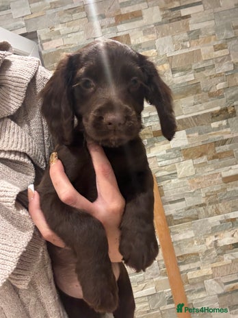 Cocker Spaniel dogs - Advert 10