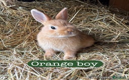 Netherland Dwarf rabbits for sale: Netherland dwarf babies  - Image 1