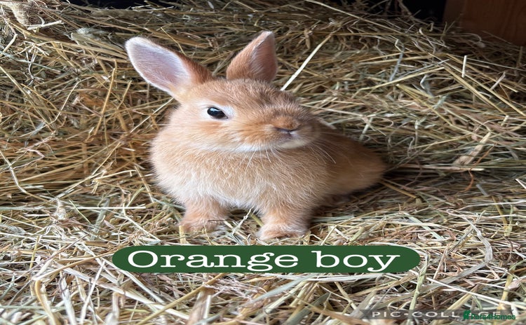 Netherland Dwarf rabbits - Advert 1