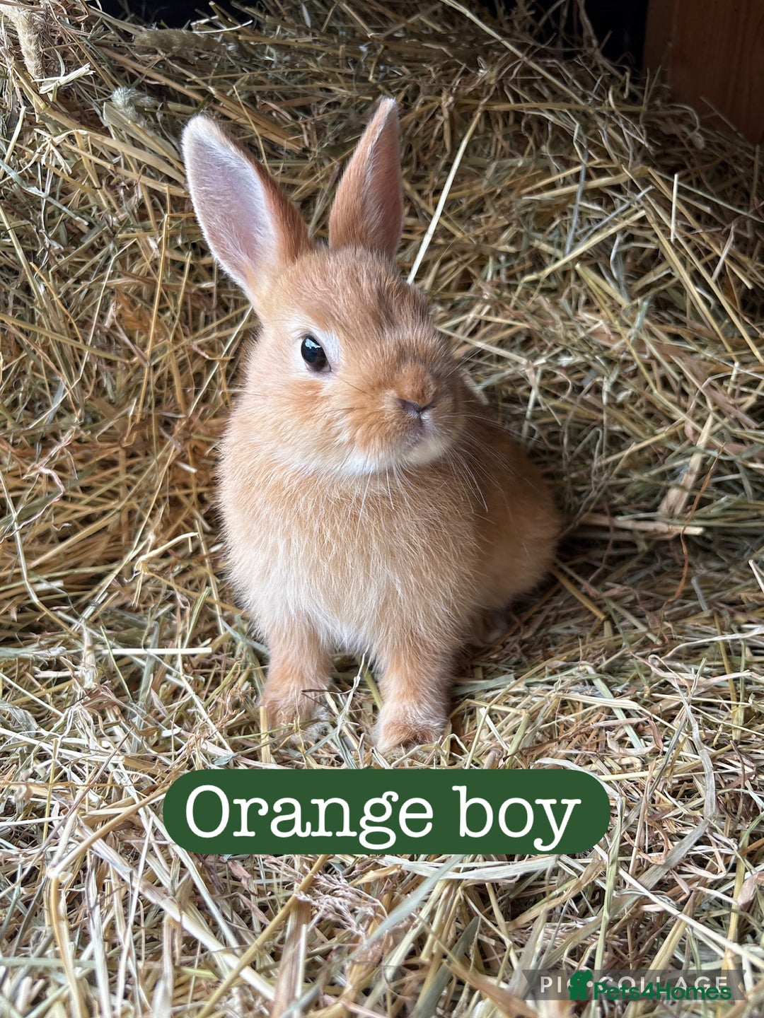 Netherland Dwarf rabbits for sale: Netherland dwarf babies  - Image 1