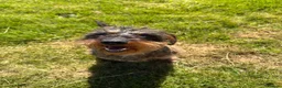 Dachshund dogs for sale: KC REG STANDARD WIRED HAIRED DACHSHUND (TECKELS) - Advert 32