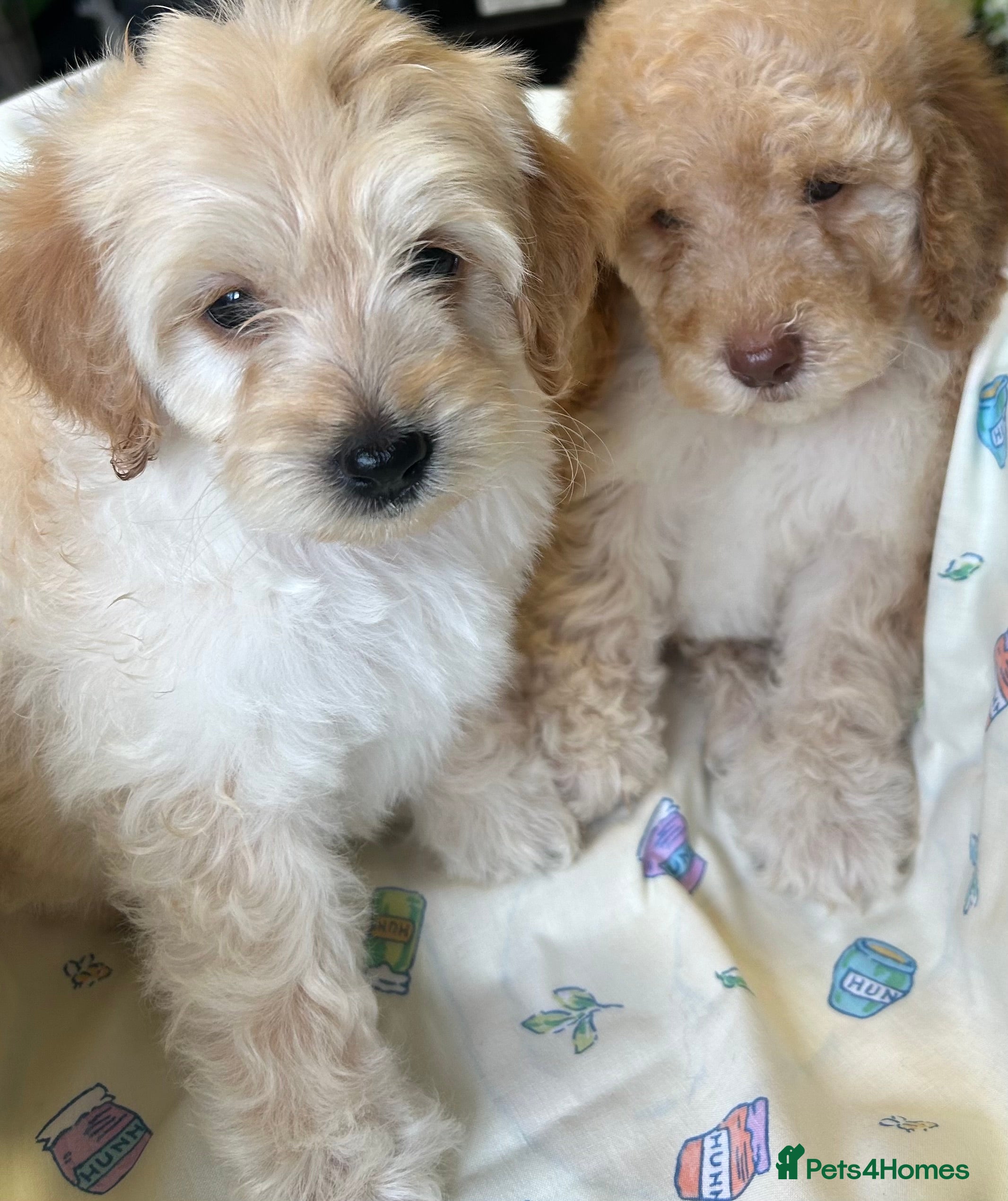 Cockapoo dogs Cockerpoo puppies  - Advert 9