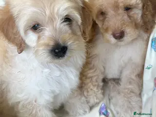 Cockapoo dogs Cockerpoo puppies - Advert 13