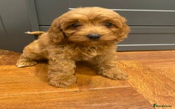 Cavapoochon dogs for sale: Gorgeous litter of Cavapoochon  - Image 15