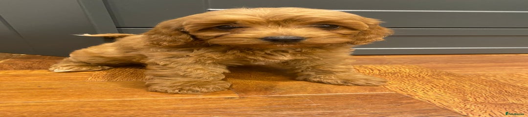Cavapoochon Puppy 7