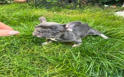 French Bulldog dogs for sale: KC registered french bulldogs  - Image 13