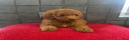 Miniature Poodle dogs for sale: Stunning miniature poodle  in Rochdale - Advert 8
