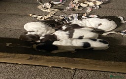 English Springer Spaniel dogs for sale: Springer spaniel - Image 2