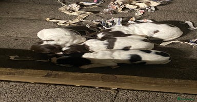 English Springer Spaniel dogs - Advert 15