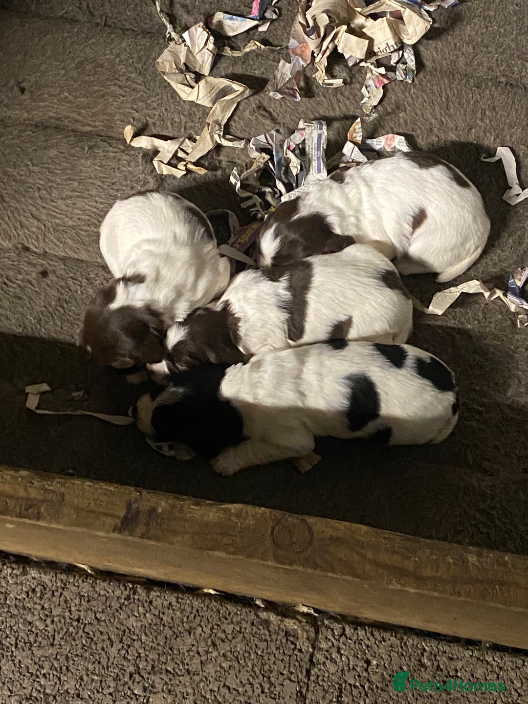 English Springer Spaniel dogs for sale: Springer spaniel - Image 2