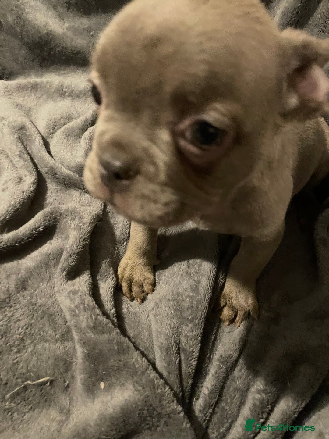 French Bulldog dogs for sale: Pedigree  French bulldogs ready to leave  - Image 22