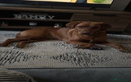 Labrador Retriever dogs for sale: 2yr old Fox Red Labrador for rehoming - Image 4