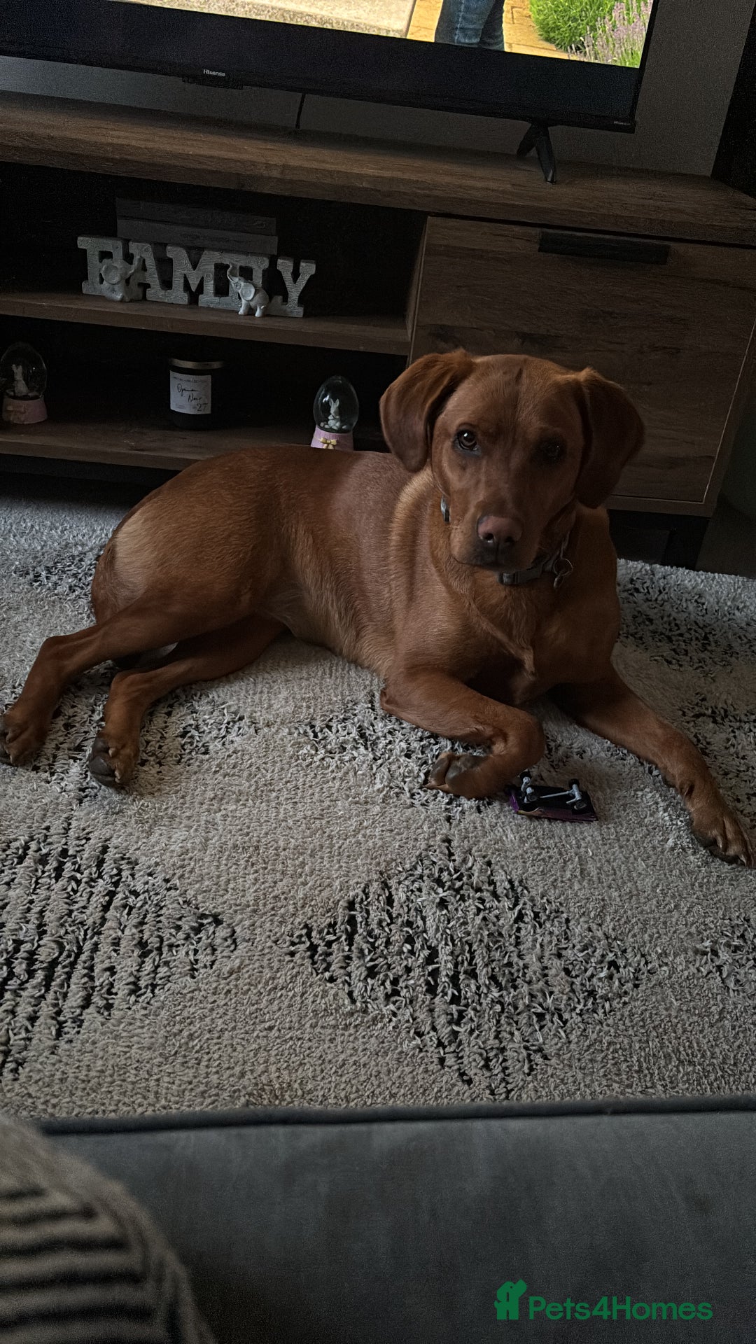 Labrador Retriever dogs for sale: 2yr old Fox Red Labrador for rehoming - Image 4