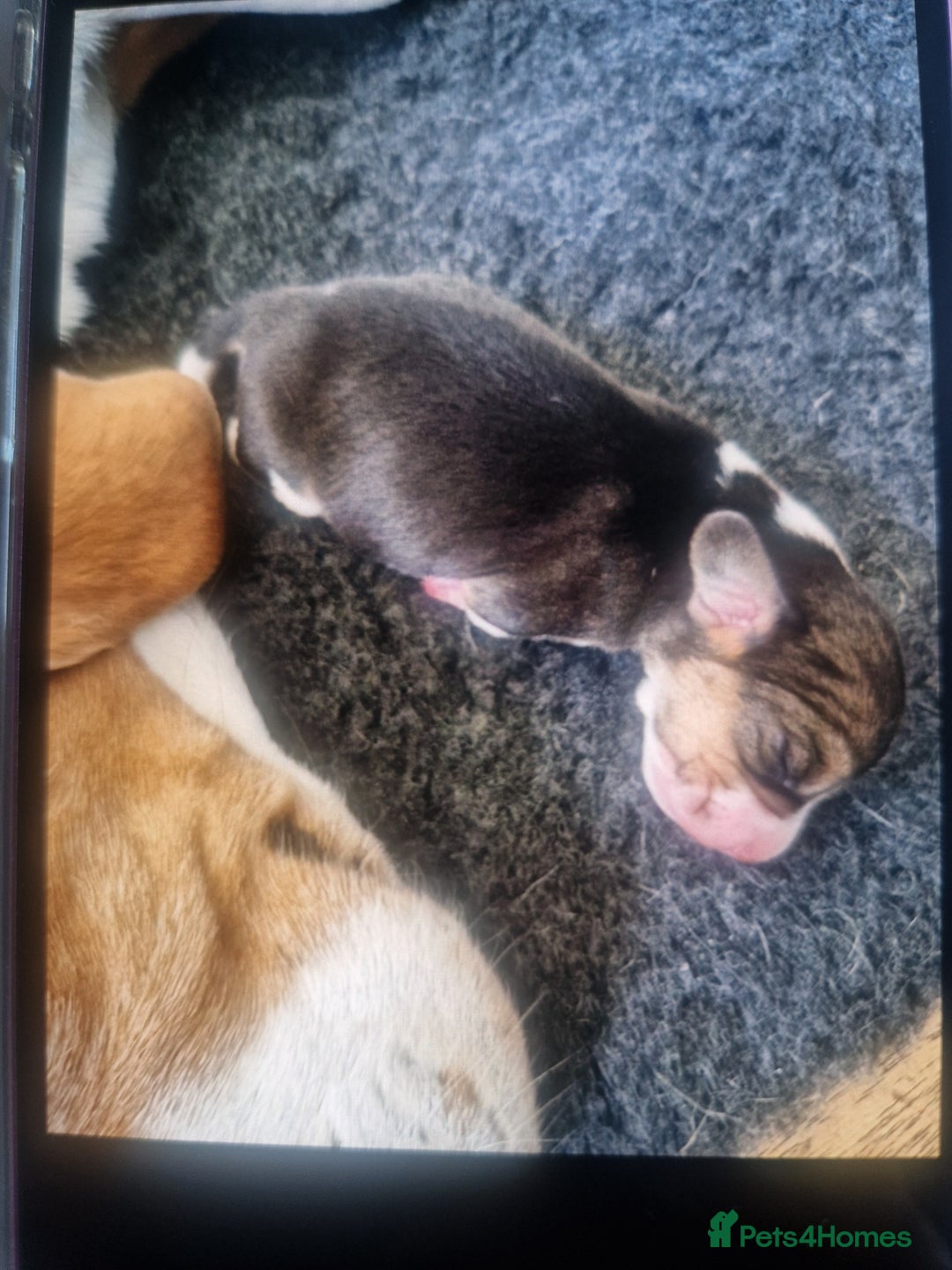 Beagle dogs for sale: (5th gen) pure pedigree beagle puppy - Image 16