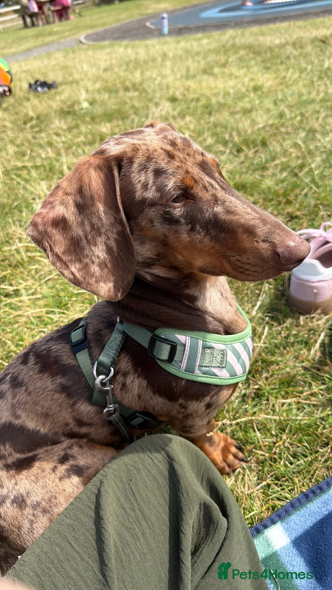 Dachshund dogs for sale: Dapple Daschund - Advert 2