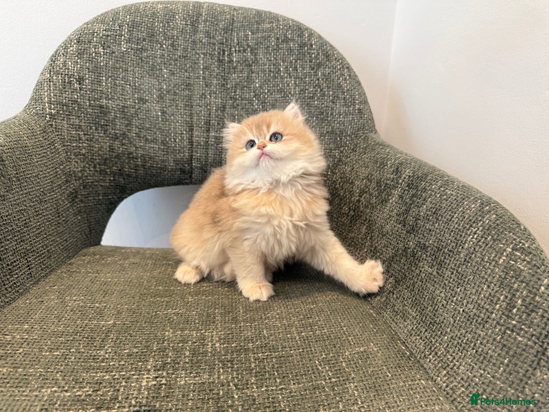 British Longhair cats for sale: Golden and Blue golden British longhairs - Advert 14