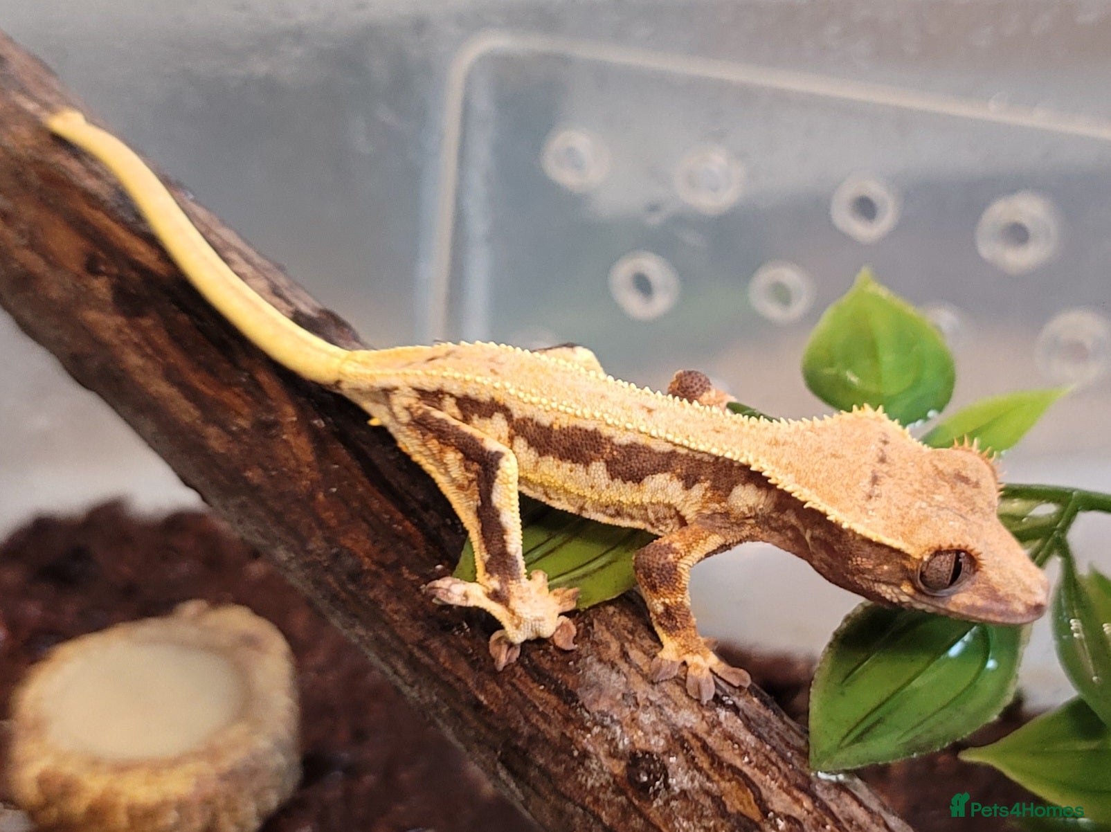 Gecko reptiles Crested Geckos hatchlings and male juveniles  - Advert 1