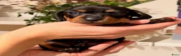 Miniature Dachshund dogs for sale: Beautiful Black & Tan Miniature Dachshund Puppies - Advert 12
