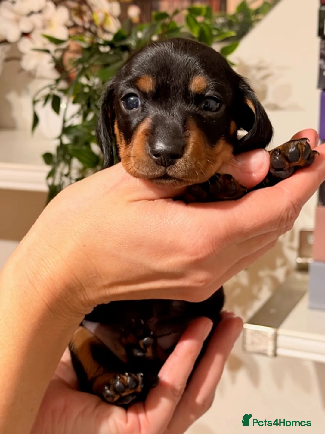 Miniature Dachshund dogs for sale: Beautiful Black & Tan Miniature Dachshund Puppies - Advert 12