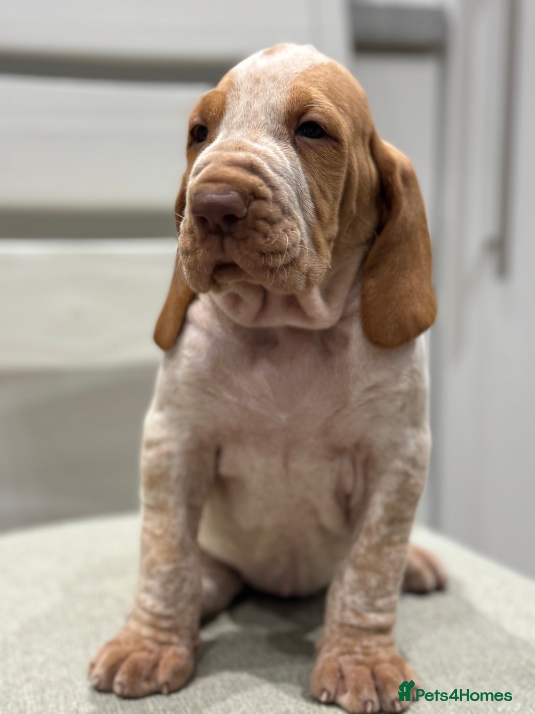 Bracco Italiano dogs for sale: KC TOP QUALITY BRACCO PUP AVAILABLE  - Advert 25