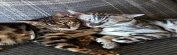 Bengal cats for sale: GCCF Registered Pedigree Kittens  in Huddersfield - Advert 38