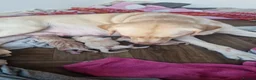 Labrador Retriever dogs for sale: Labrador puppy's ready to go golden and black in Huntingdon - Advert 3