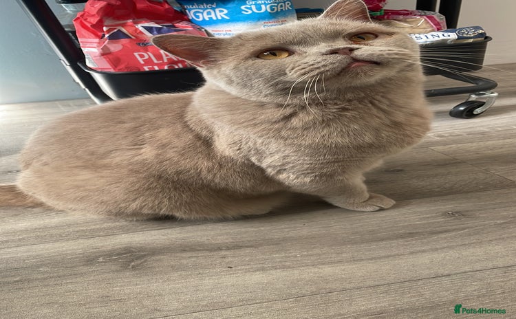 British Shorthair cats - Advert 1