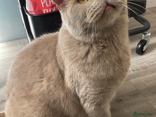 British Shorthair cats - Advert 27