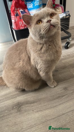 British Shorthair cats - Advert 1