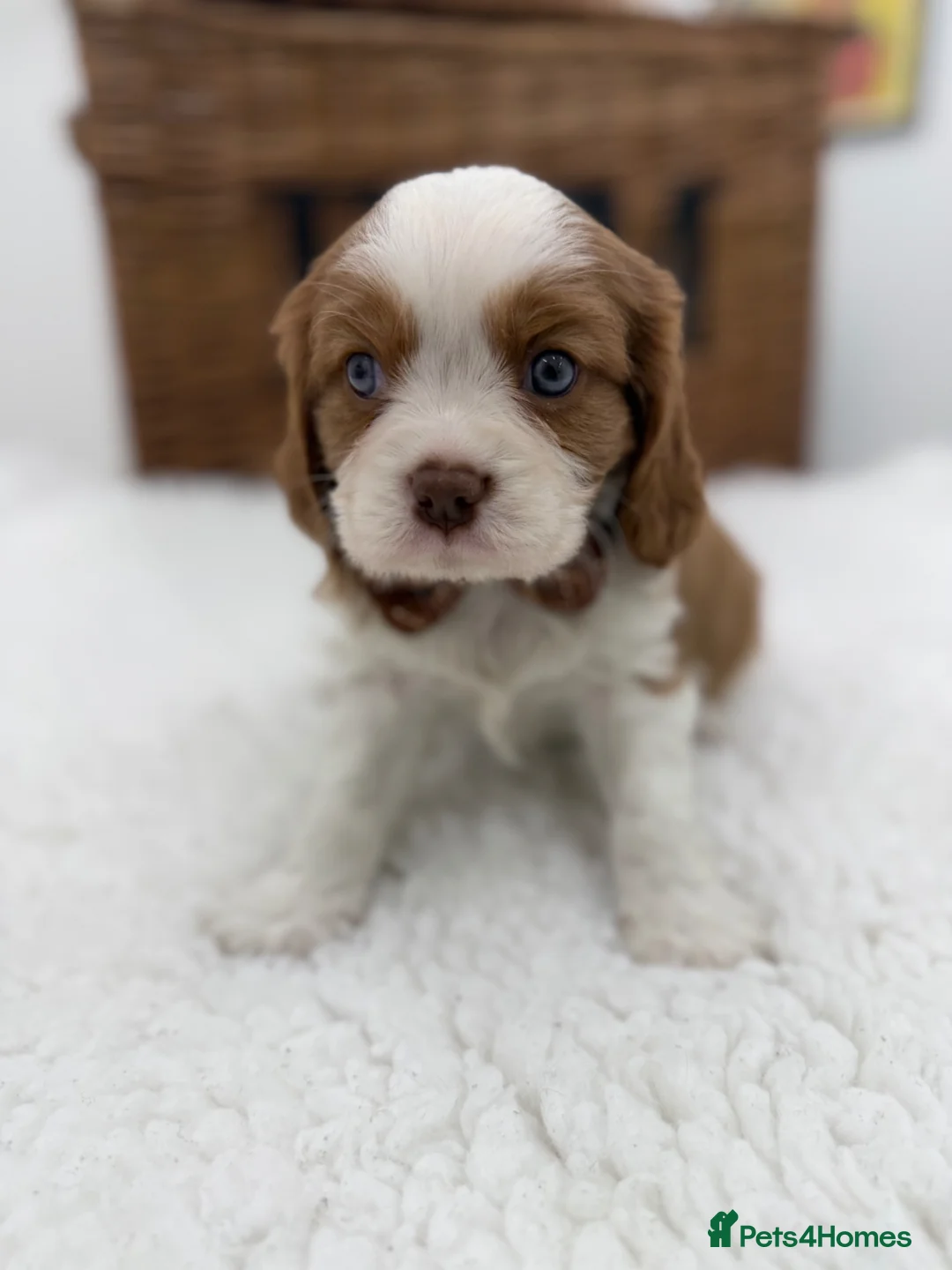 Cavalier King Charles Spaniel dogs for sale: E ** te**  Health Tested Bleinham/Ruby Cavaliers  in Romford - Advert 10