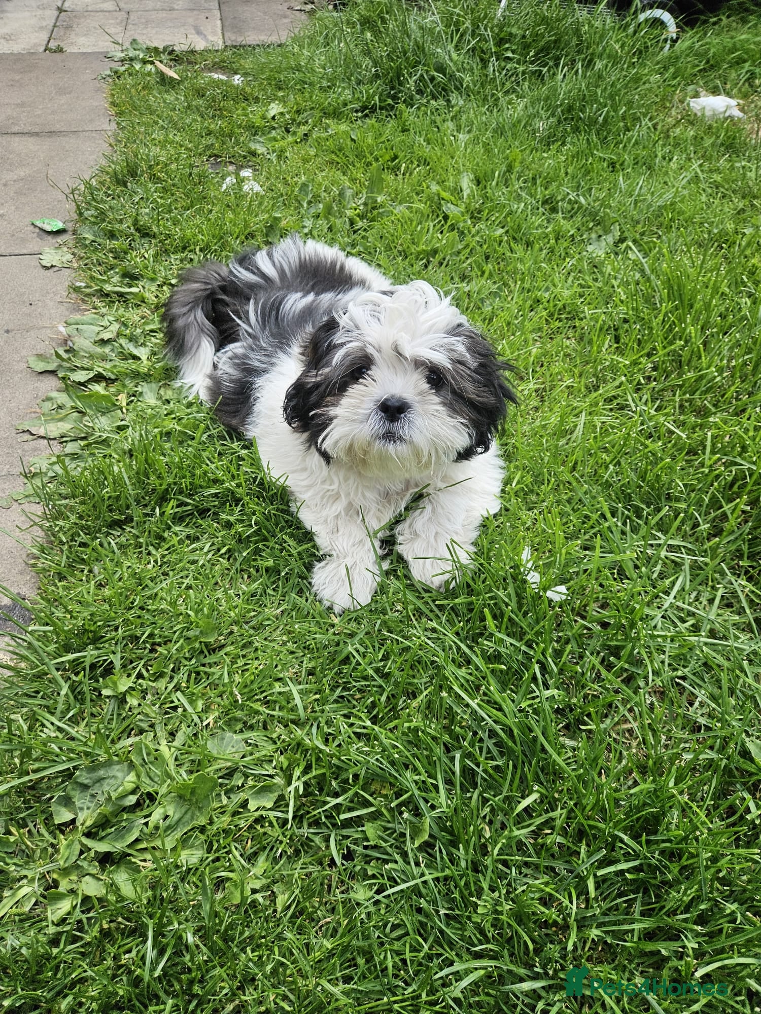 Shih Tzu dogs Shitsu, last female left!! - Advert 4