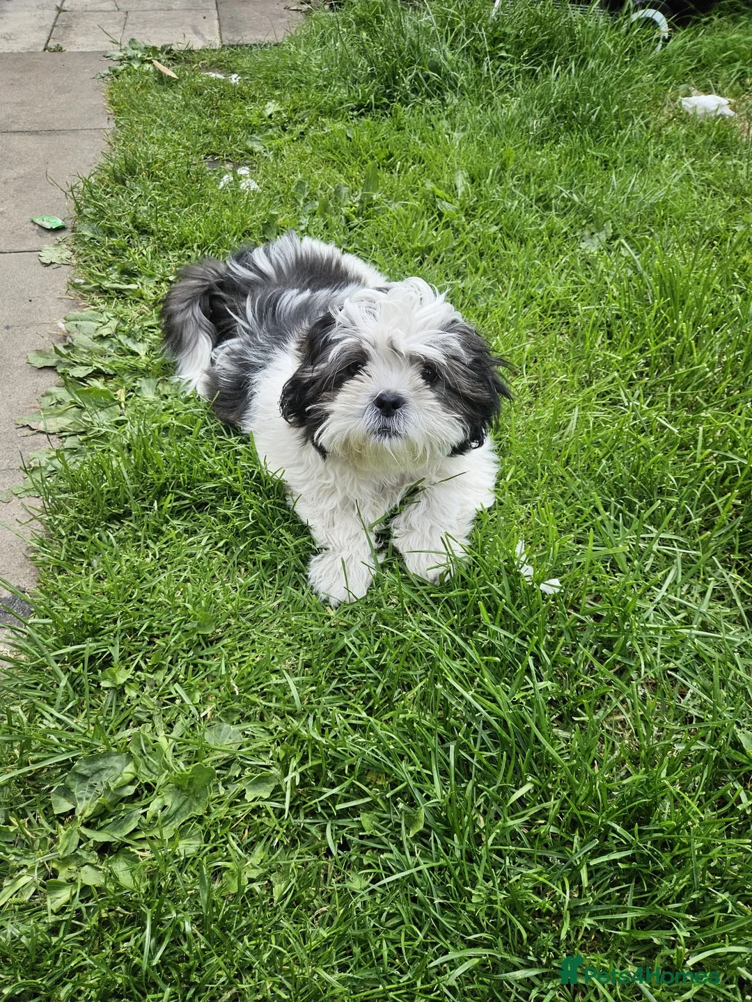 Shih Tzu dogs for sale: Shitsu, last female left!! - Advert 1