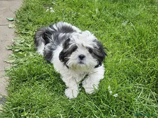 Shih Tzu dogs Shih Tzu, last female left!! - Advert 1