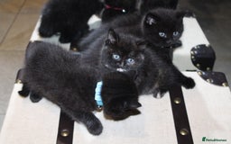 Mixed Breed cats for sale: BRITISH SHORT HAIR MIX  - Image 20