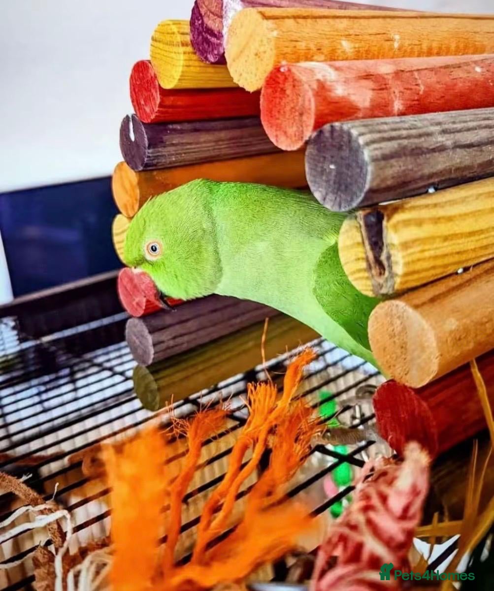 Ringnecks birds This little ringneck is finding a new home - Advert 18