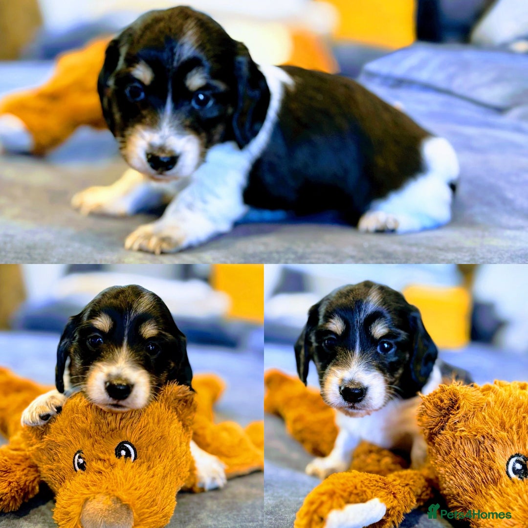 Miniature Dachshund dogs for sale: KC Registered Cream Long Hair Miniature Dachshunds - Advert 24