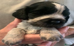 Cocker Spaniel dogs for sale: Show Cocker Spaniel pups - Image 11