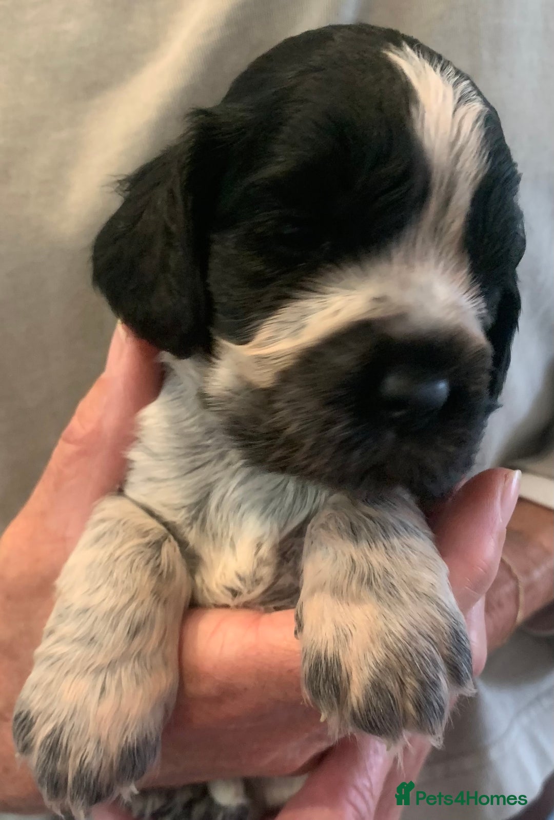Cocker Spaniel dogs for sale: Show Cocker Spaniel pups - Image 11