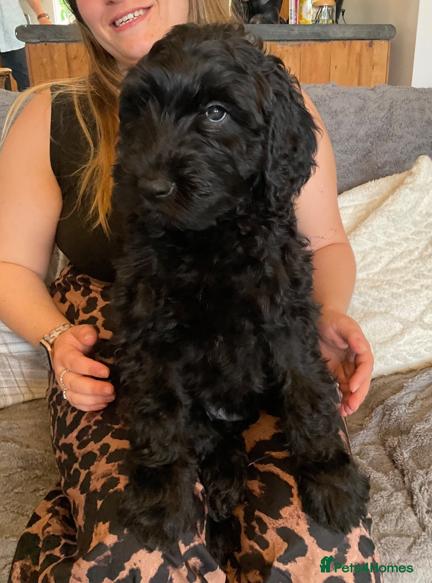Goldendoodle dogs RENOWNED THERAPY DOG BREEDERS Black Boy Available  - Advert 13