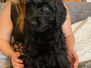 Goldendoodle dogs RENOWNED THERAPY DOG BREEDERS Black Boy Available - Advert 13