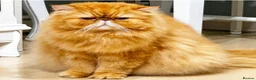 Persian cats for stud: G.C.C.F cream Stud Pedigree Champion Lineage in Slough - Advert 3