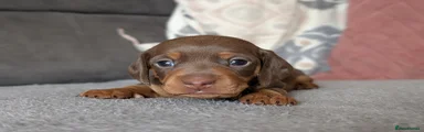 Miniature Dachshund Puppy 3