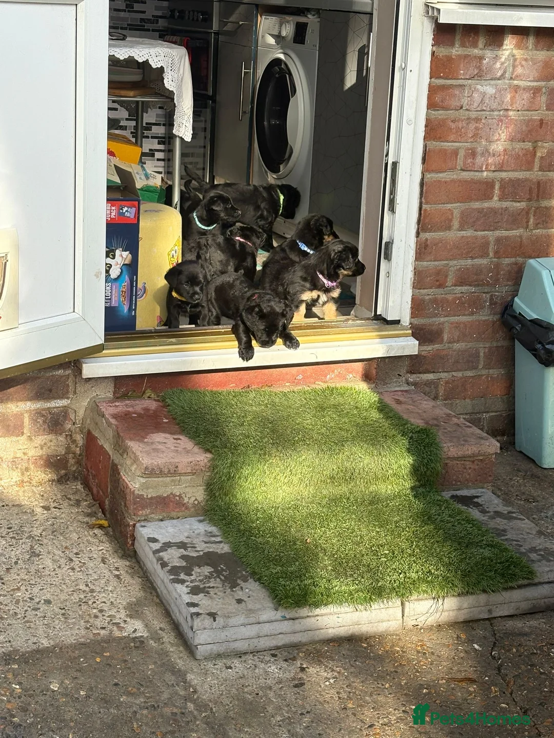 Mixed Breed dogs for sale: READY NOW - Goldador Miniature Puppies - Advert 15