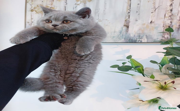 British Shorthair cats in Dudley - Advert 7