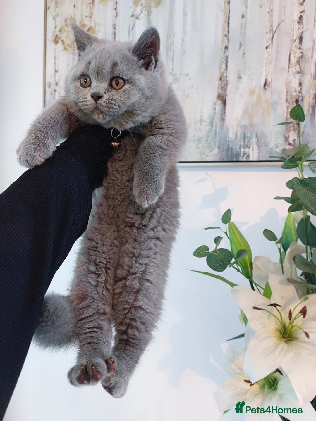 British Shorthair cats for sale: WOW🔥CH🏆SIRED❤️‍🔥GCCF REG KITTEN in Dudley - Image 9
