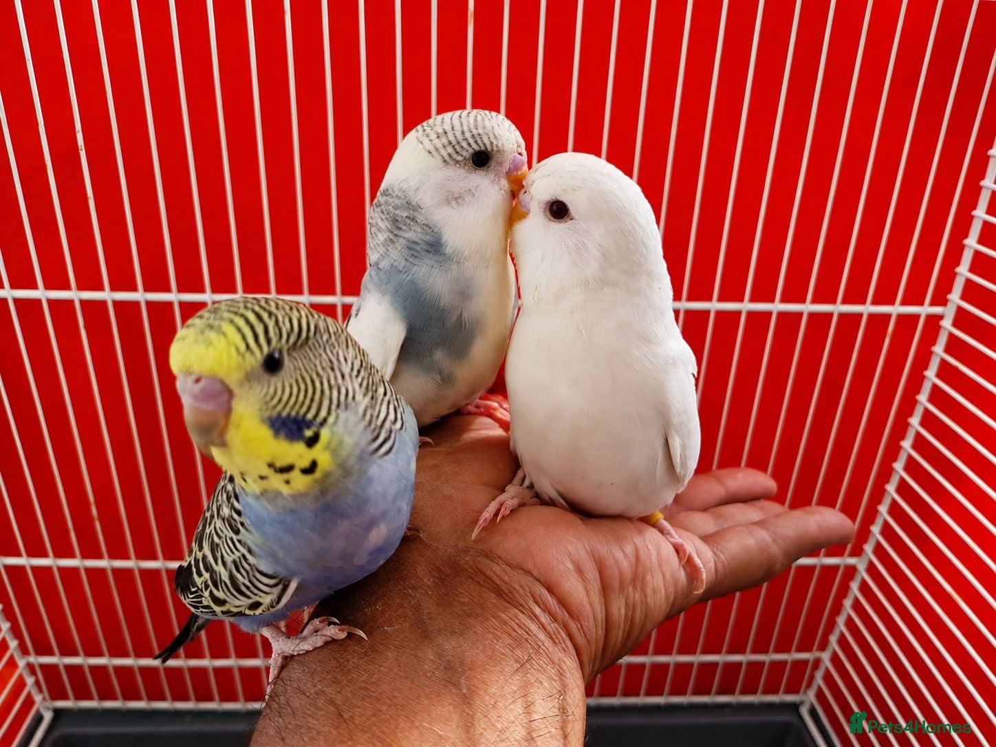 Budgerigars birds Super silly hand tamed baby budgies  - Advert 9