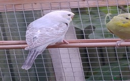 Budgerigars birds for sale: Young budgies, easily tamed - Image 2