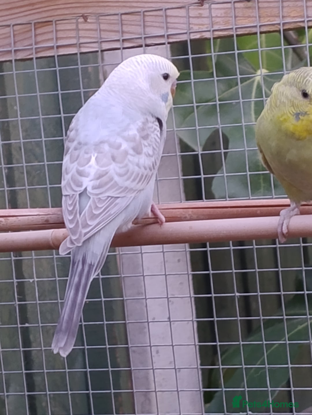 Budgerigars birds for sale: Young budgies, easily tamed - Image 2