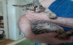 Savannah cats for sale: F5 Full Pedigree Tica Registered Girl Kitten - Image 11
