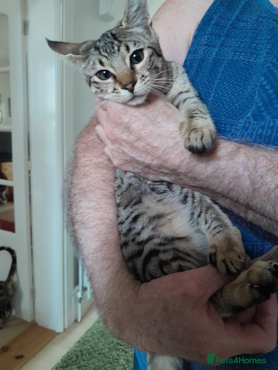 Savannah cats for sale: F5 Full Pedigree Tica Registered Girl Kitten - Image 11